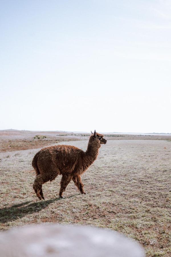 Coorong Island Retreat - Farm Stay At Pet Friendly Property Meningie ภายนอก รูปภาพ