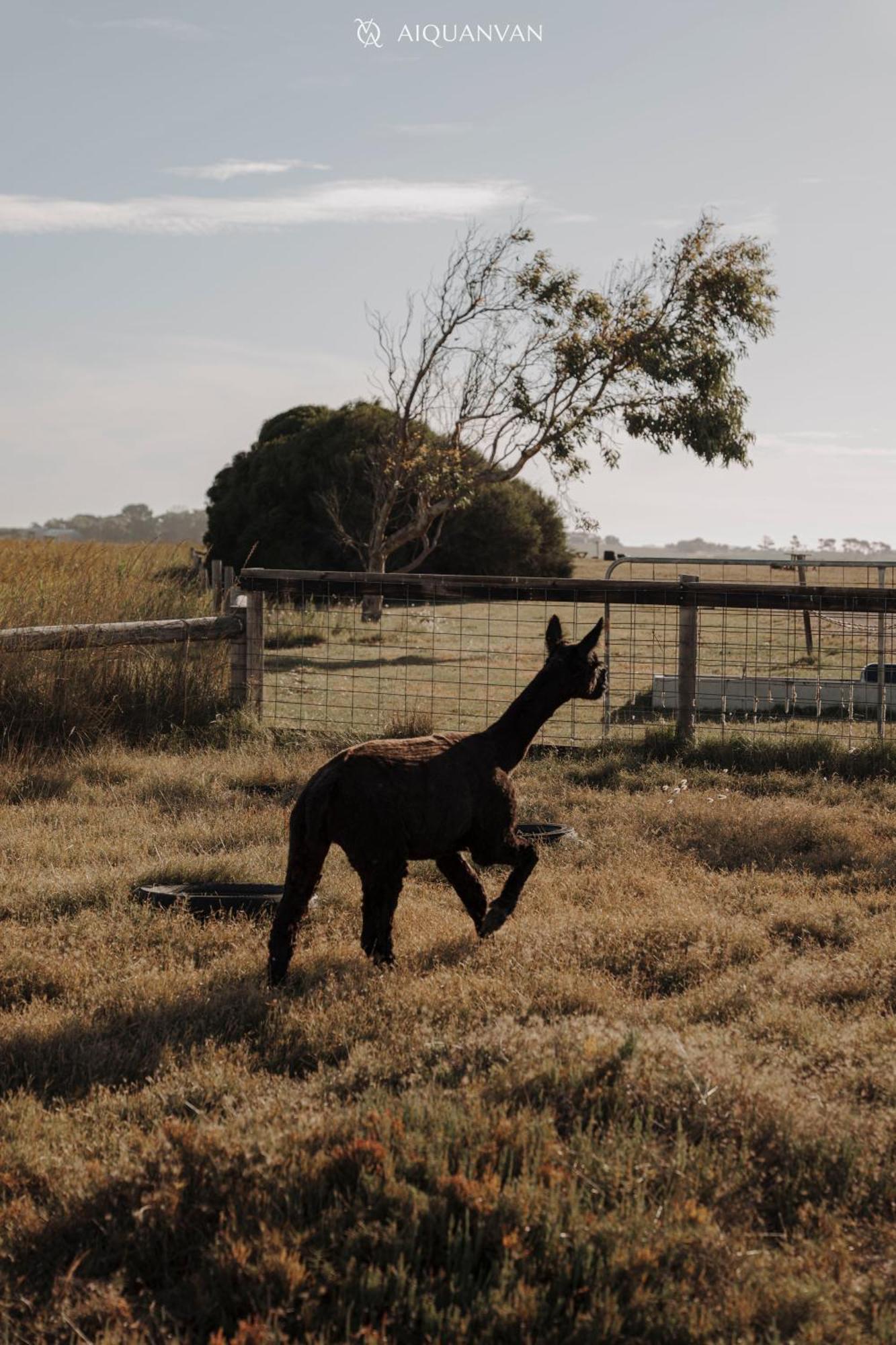 Coorong Island Retreat - Farm Stay At Pet Friendly Property Meningie ภายนอก รูปภาพ